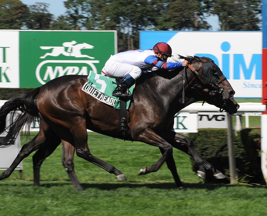 QUIET MEADOW - Stakes Winner & MGSP earner of $316,408
