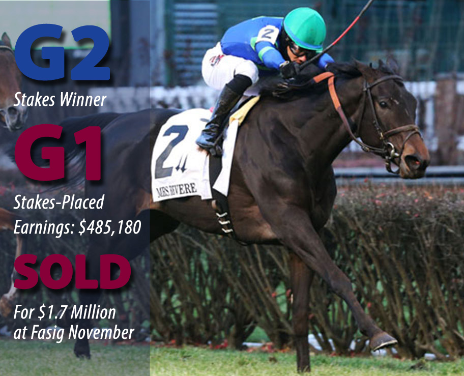NAY LADY NAY (Ire) - G2 Winner, G1-Placed, $1.7 Million Broodmare