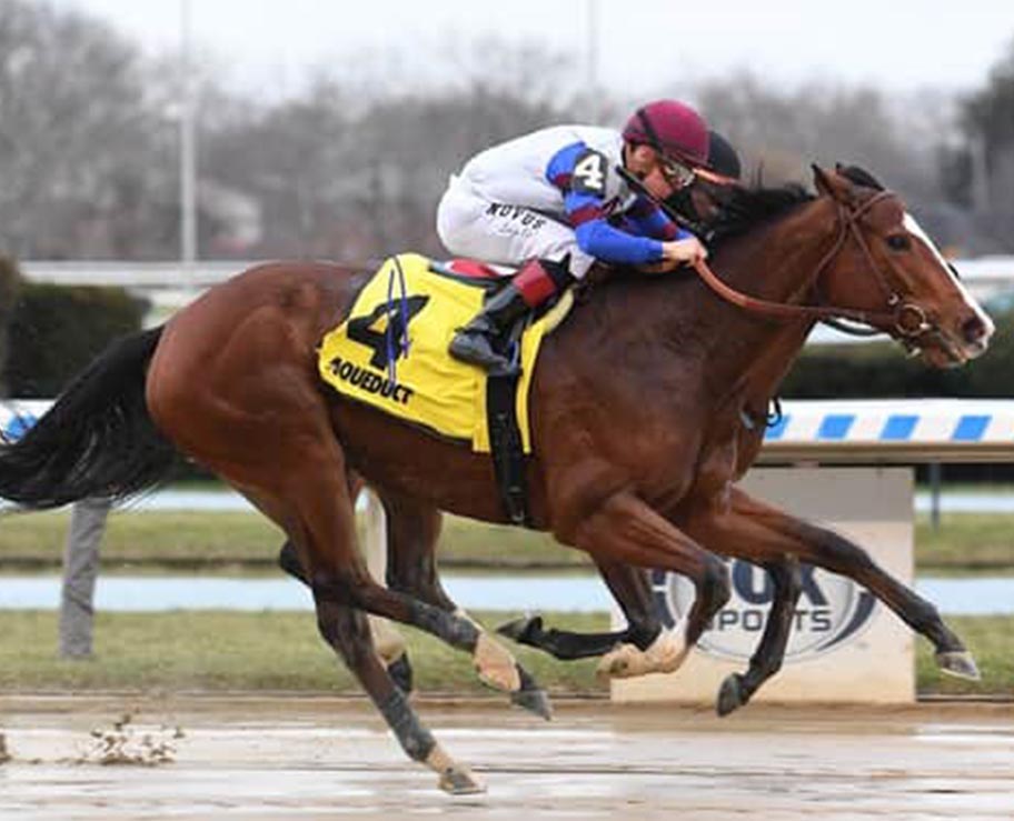 BANK STING - 5X Stakes Winner of $664,050